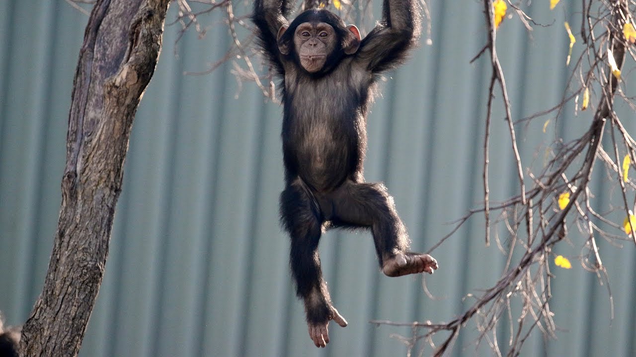 Dallas Zoos Young Chimp Makes Impressive Tree Climb