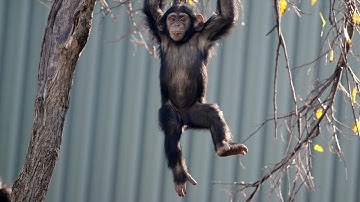 Dallas Zoo