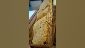 Preventing Wonky Comb & Why Flow Hive doesn’t provide foundation Pt. 1 #flowhive #beekeeping #bees