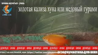 золотая кализа хуна или медовый гурами, аквариумная рыбка