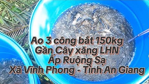 Ao 3 công bắt 150kg tôm càng Gần Cây Xăng LHN Ấp Ruộng Sạ - Xã Vĩnh Phong - Tỉnh An Giang