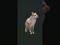 BEAUTIFUL RARE FOX 😍 | The Hunter: Call of The WILD