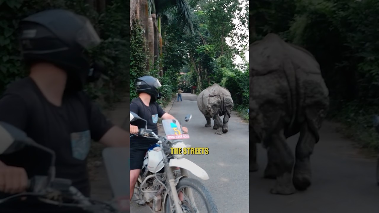 Provoking Wild Rhinos in Nepal 🇳🇵