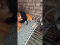 Pundai Mein Chhori Pundai Mein Trendingshorts Shortsfeed Short Viralshort Ytshorts Rajasthani 