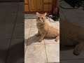 Cat Hearing The Ancient Egyptian Cat Call 