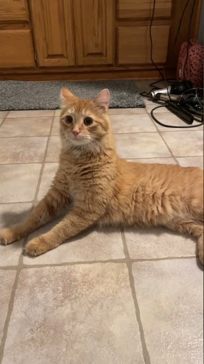 kucing mendengar panggilan kucing Mesir kuno