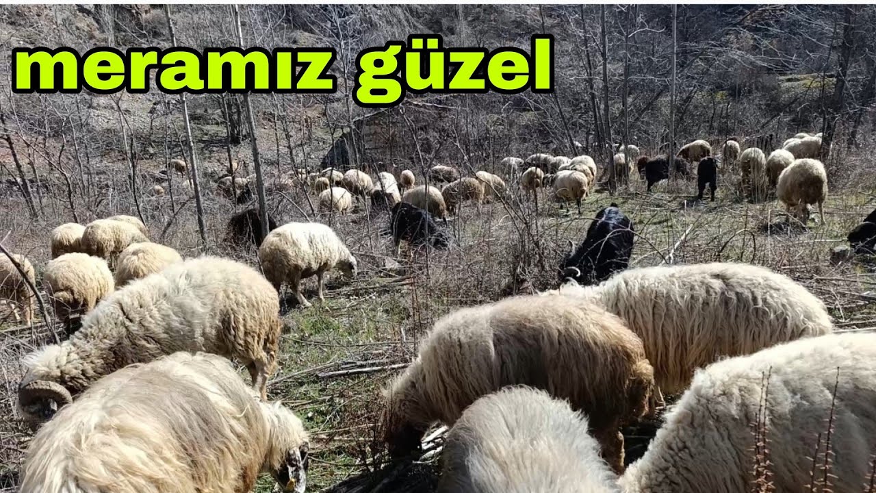 KOYUNLAR A YEM VE SAMANI NEDEN AZ VERİYORUM KUZUYA SÜT DOKUNUR