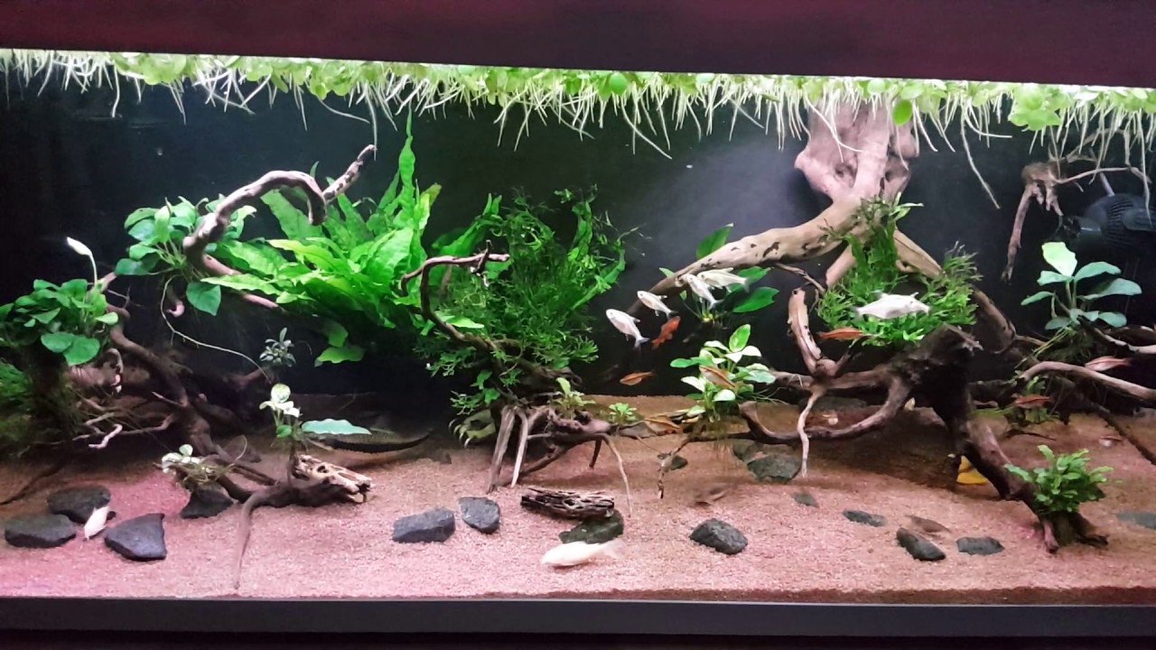 3 6" Pieces Of Aquarium Cholla Wood For Fish Pleco Shrimp Tanks Hermit Crabs 