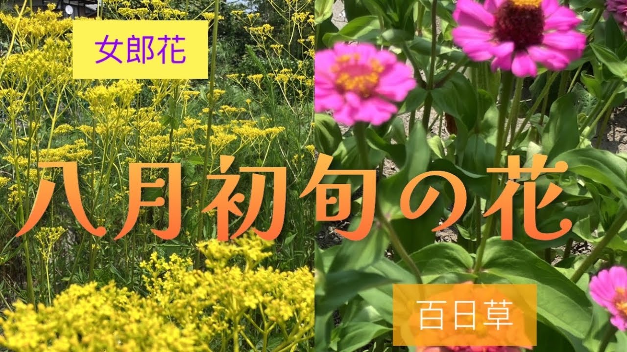八月初旬の花 2025年 - YouTube