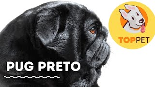 Banho em Pug Preto