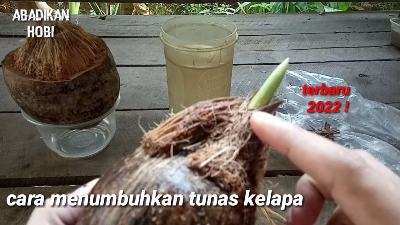 Cara menumbuhkan tunas kelapa YouTube
