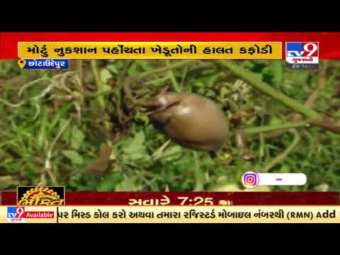 Chhotaudepur farmers suffer due to disease in Tomato's crop | TV9News