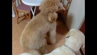 ラブラドール・ルイのお友達は？