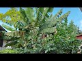 Planting fruit trees: How to minimize cost, input, energy