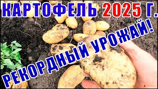 видео: Уборка картофеля в 2025 г. Лучшие и худшие сорта картофеля по устойчивости к фитофторе! Урожайность? картинка: Уборка картофеля в 2025 г. Лучшие и худшие сорта картофеля по устойчивости к фитофторе! Урожайность?