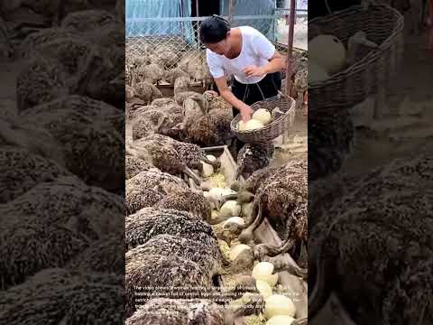 Ostrich Egg Feast: Watch These Chicks Gobble Them Up!