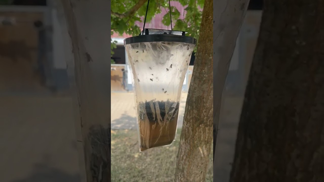 YouTube video preview