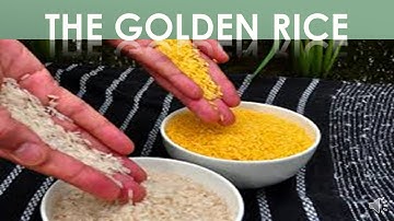 The golden rice