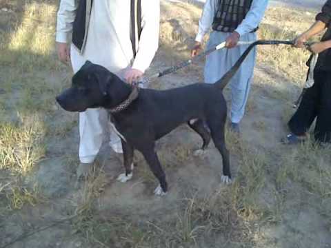 Balori The bully kutta www.dkbullykutta...