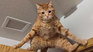 funniest cat's video 🤣🤣🤣 New funny video 😹😹 part 73____