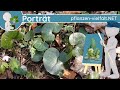 🖼️ Porträt 024 - Gewöhnliche Haselwurz (Asarum europaeum) - Wildpflanzen-Steckbrief (Giftig)