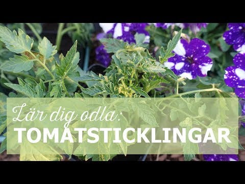 Video: Hur Man Bakar öring Med Tomater