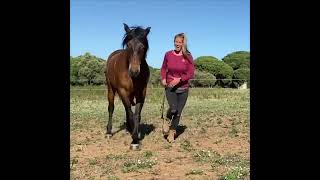 Horse Surprises Owner with Unexpected Front Leg Cross