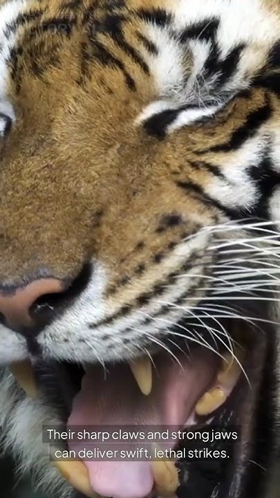 Tiger vs. Crocodile: Who Wins the Battle? 🐅🐊 - YouTube