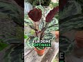 Calathea hat braune Spitzen? Daran liegt es! Verwende Regenwasser.