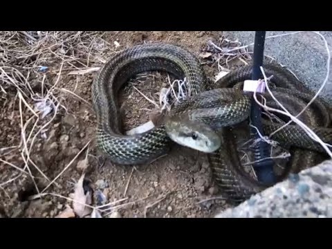 Videó: Fémes Ezüst Kígyófajtát Fedeztek Fel Bahama-szigeteken
