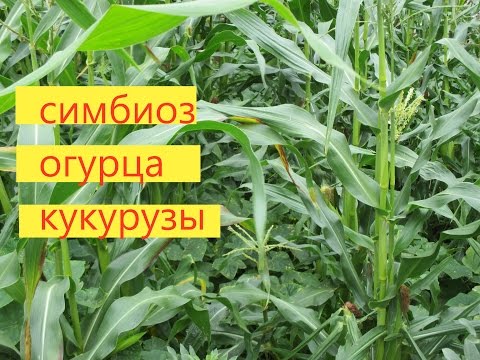 Как выращивать огурец вместе с кукурузой. Метод проверен на опыте. // Олег Карп