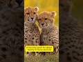 Why Are Cheetahs So Fast? Explained!