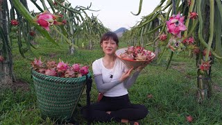 Harvesting dragon fruit goes to the market sell - Harvest daily life, Green forest farm, Garden life
