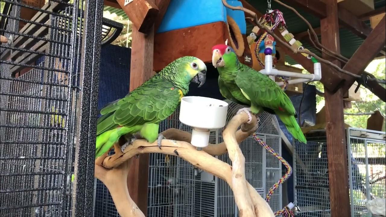 Red crowned and Blue fronted Amazon YouTube