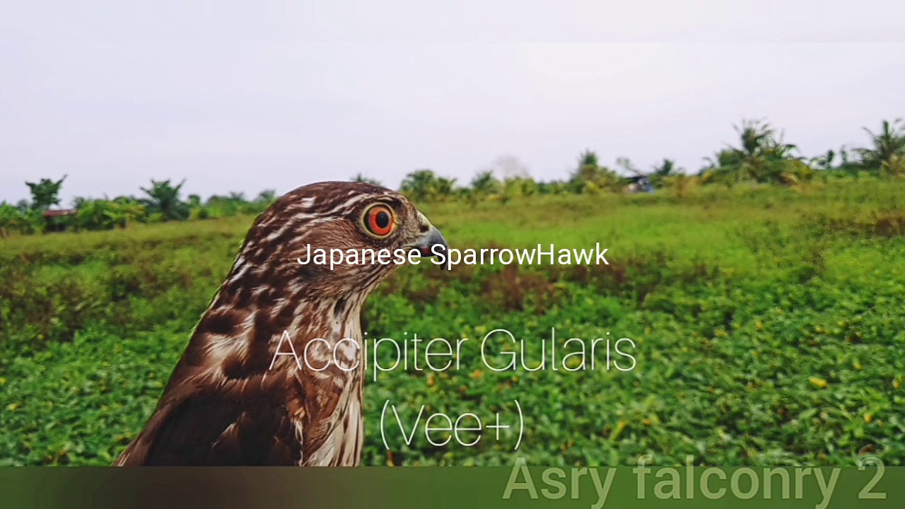 Japanese SparrowHawk(Vee+)in action 
