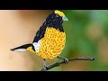 Paper Quilling; How to make Beautiful Yellow Bird design using quilling strips