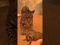 When Flames Closed In, a Jaguar Mother’s Love Took Over 😭