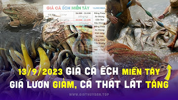 ✅ Giá Cá Ếch 13/9/2023 #ĐBSCL ↗️ Giá Cá Thát Lát tăng cao, trong khi Giá Lươn thịt tiếp tục giảm...