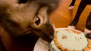 My Fluffy Dog LOVES His Homemade Birthday Cake!