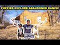 Exploring the ABANDONED High-Fence RANCH with My DOGS!! (Sheds and Bones FOUND!)