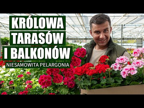 Wideo: Czy pelargonia kaliope jest wieloletnia?