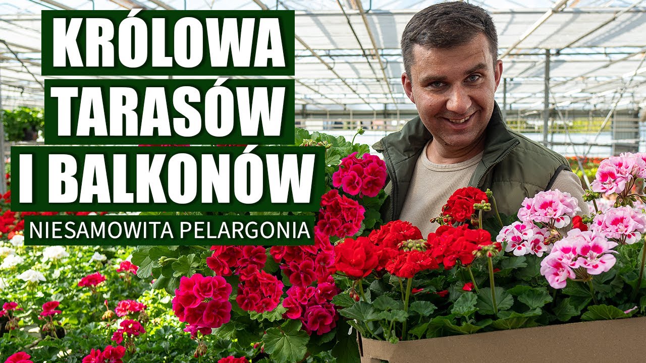 Niesamowita pelargonia, Żaden upał jej nie straszny, najlepsza roślina na słoneczny balkon