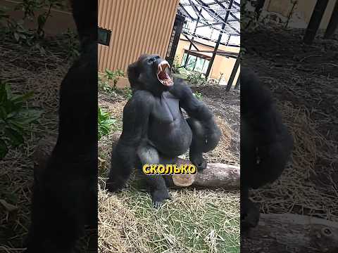 СКОЛЬКО ЧЕЛОВЕК ПОБЕДЯТ ГОРИЛЛУ?
