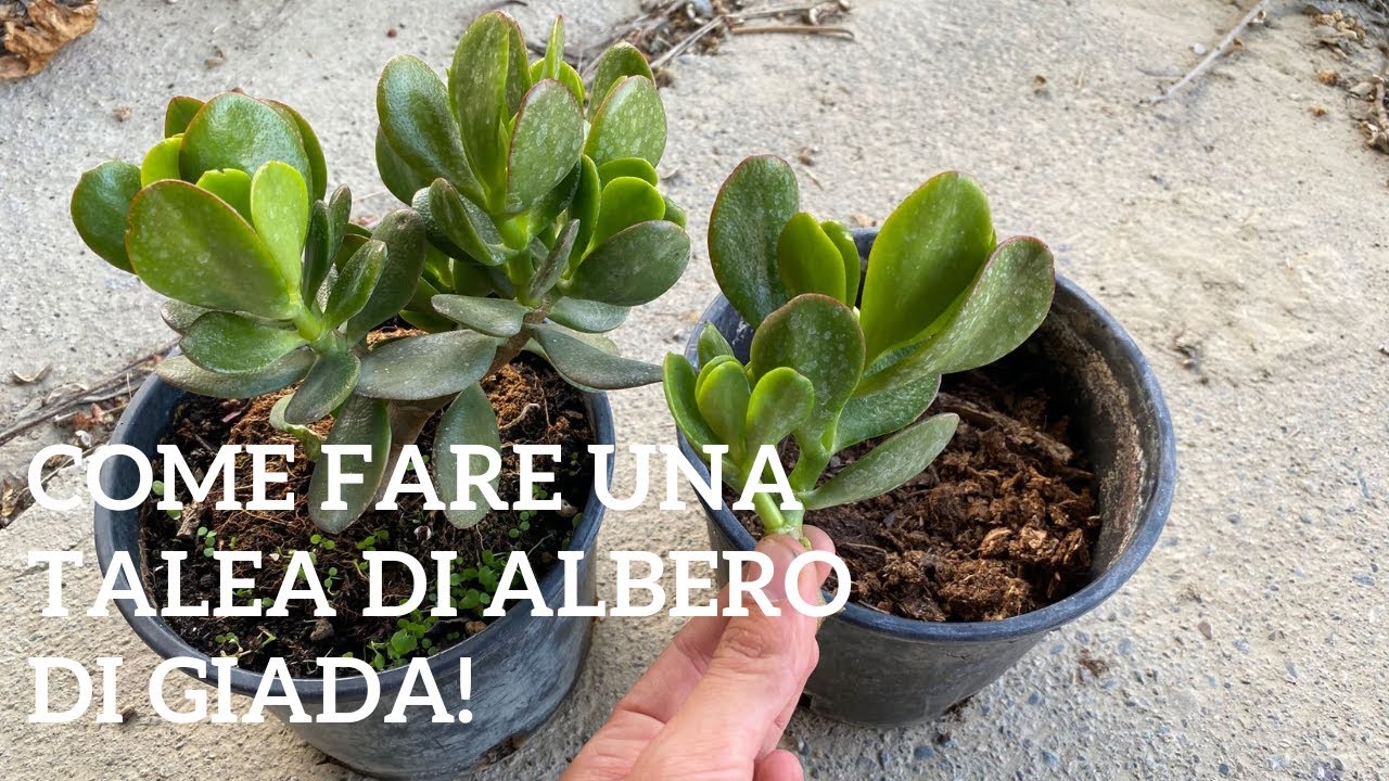 Come RIPRODURRE per talea ALBERO DI GIADA (propagazione Crassula