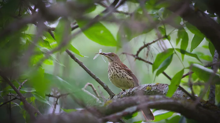 The song of the Brown Thrasher - Bird Sounds | 10 Hours