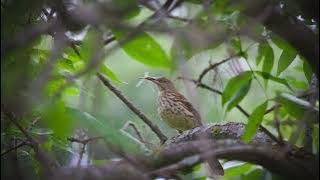 The song of the Brown Thrasher - Bird Sounds | 10 Hours