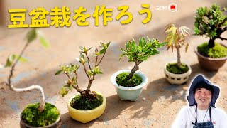 豆盆栽を作ろう！杜松、皐月、モミジ、コナラ、ピラカンサス【盆栽Q】