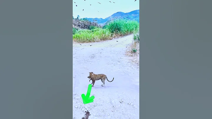 wild Boar Defense Against Tiger #shorts #wildlife #animals