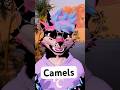 How camels stay hydrated #furry #vrchat #vtuber