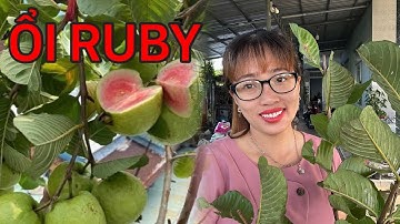 Cây Ổi Ruby ruột Hồng 0386569374 -Hoa kiểng Cái Mơn, Chợ Lách- Ngọc Ngân Bến Tre